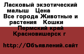 Ласковый экзотический малыш › Цена ­ 25 000 - Все города Животные и растения » Кошки   . Пермский край,Красновишерск г.